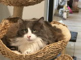 Le Chat Beauté