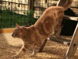 Le Chat Beauté