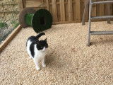 Le Chat Beauté
