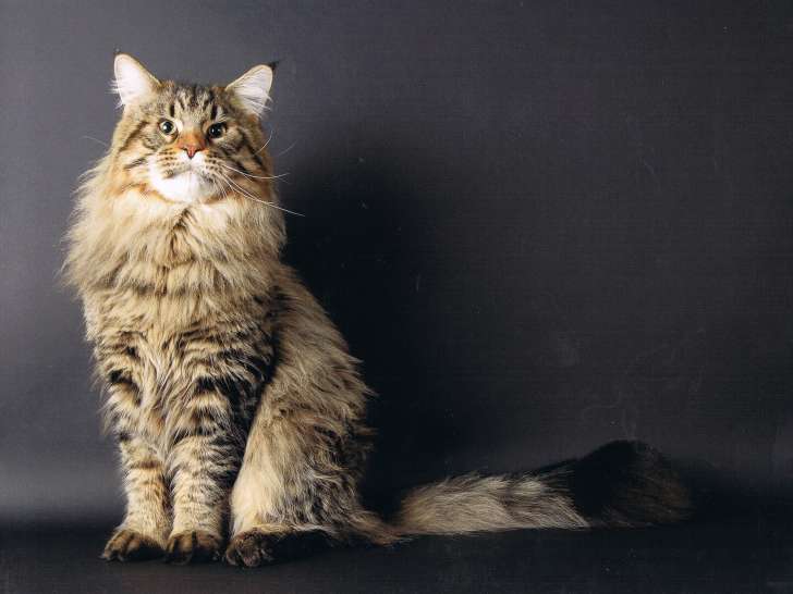 Maine Coon Champion d'Europe Loof.