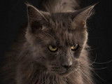 Olympe