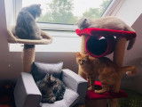 Garde Animaux Caen