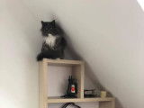 Garde Animaux Caen