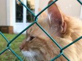 Garde Animaux Caen