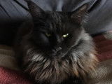Lillou