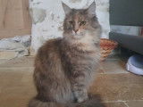 Pomba