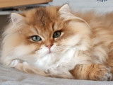 Chatterie Cheshire mOOn
