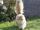 Chatterie Cheshire mOOn