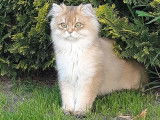 Chatterie Cheshire mOOn