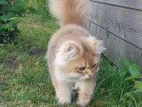 Chatterie Cheshire mOOn