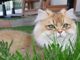 Chatterie Cheshire mOOn