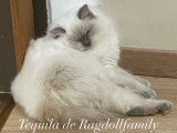 Ragdoll Family