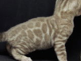 Djust Bengal