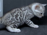 Djust Bengal