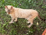 Djust Bengal