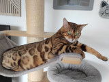 Djust Bengal