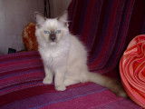 Maquis Enchanté