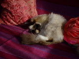 Maquis Enchanté