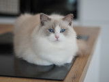 Lilas, Ragdoll blue bicolor