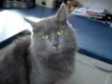 Chatterie de Djiakara
