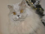 Profilcat