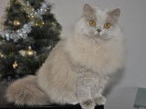 Profilcat
