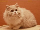 Profilcat