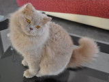 Profilcat