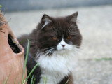 Chatterie de Balmoral