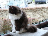Chatterie de Balmoral