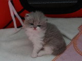 Chatterie de Balmoral