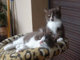 Chatterie de Balmoral