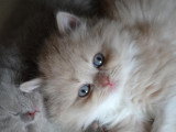 Chatterie de Balmoral