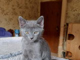Chaton disponible