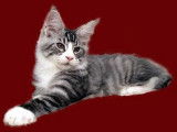 Gaiacoon