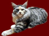 Gaiacoon