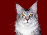 Gaiacoon
