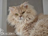 Dragon Cat's