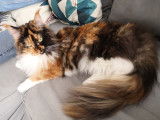 O'bella
