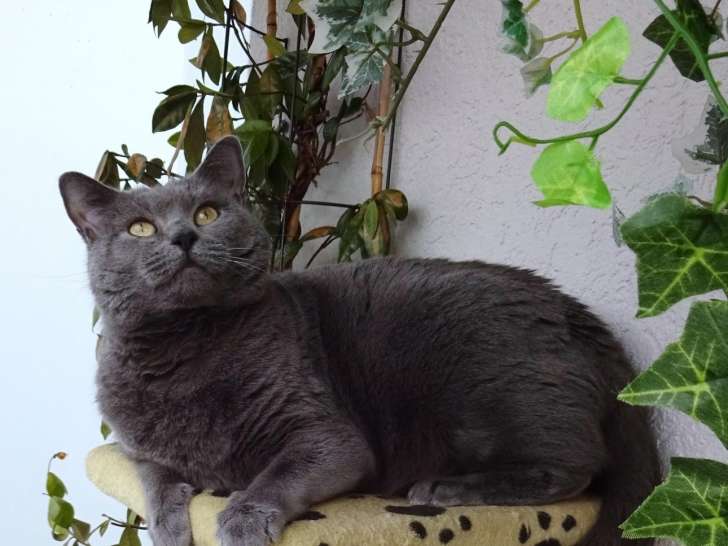 Du Trikolomtereu Elevage De Chartreux A Neuchatel