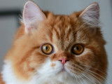 Catlines
