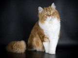 Catlines