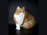 Catlines