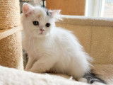 Catlines Thalia