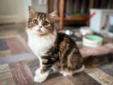 Catlines Tia Mutu