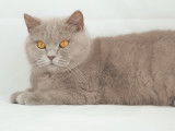 Catlines