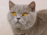 Catlines
