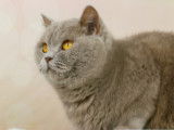 Catlines