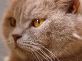 Catlines