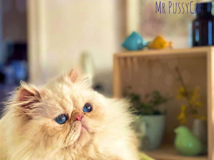 Monsieur Pussycat